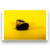 Love'n DMs - Farouk Alao - Chrome Studios. Photograph of an Aubergine in Yellow.